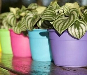 LJ-MACETA BERU PLAS Nº 14